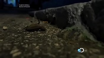 La Tortuga Carey - Discovery Channel México free video